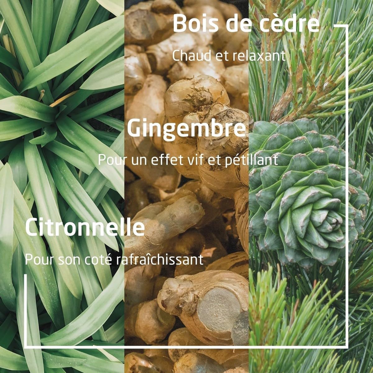 Weleda – Aroma Shower Energy Gel Douche Dynamisant (400 ml)